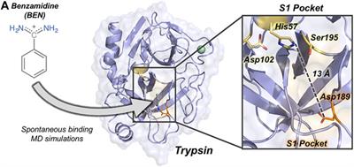 Changes in Protonation States of In-Pathway Residues can Alter Ligand Binding Pathways Obtained From Spontaneous Binding Molecular Dynamics Simulations